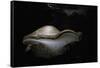 Piptoporus Betulinus (Birch Polypore, Birch Bracket, Razor Strop Fungus)-Paul Starosta-Framed Stretched Canvas