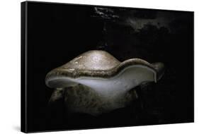 Piptoporus Betulinus (Birch Polypore, Birch Bracket, Razor Strop Fungus)-Paul Starosta-Framed Stretched Canvas