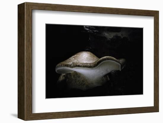 Piptoporus Betulinus (Birch Polypore, Birch Bracket, Razor Strop Fungus)-Paul Starosta-Framed Photographic Print