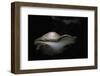 Piptoporus Betulinus (Birch Polypore, Birch Bracket, Razor Strop Fungus)-Paul Starosta-Framed Photographic Print