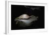 Piptoporus Betulinus (Birch Polypore, Birch Bracket, Razor Strop Fungus)-Paul Starosta-Framed Photographic Print