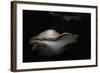 Piptoporus Betulinus (Birch Polypore, Birch Bracket, Razor Strop Fungus)-Paul Starosta-Framed Photographic Print