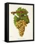 Piquepoul Blanc Grape-J. Troncy-Framed Stretched Canvas
