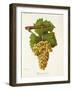 Piquepoul Blanc Grape-J. Troncy-Framed Giclee Print