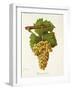 Piquepoul Blanc Grape-J. Troncy-Framed Giclee Print