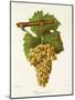 Piquepoul Blanc Grape-J. Troncy-Mounted Giclee Print