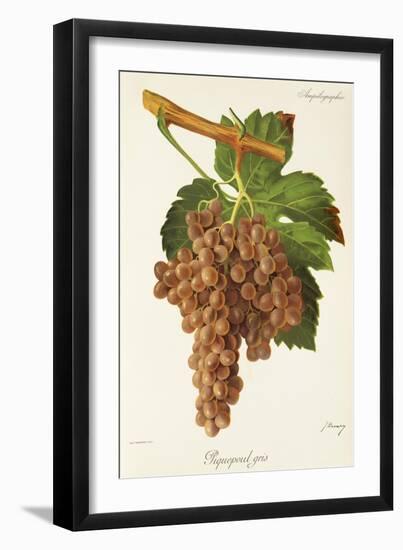 Piquepoul Gris Grape-J. Troncy-Framed Giclee Print