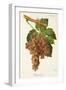 Piquepoul Gris Grape-J. Troncy-Framed Giclee Print