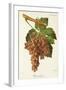 Piquepoul Gris Grape-J. Troncy-Framed Giclee Print