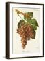 Piquepoul Gris Grape-J. Troncy-Framed Giclee Print