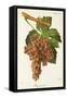 Piquepoul Gris Grape-J. Troncy-Framed Stretched Canvas