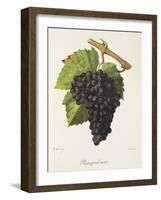 Piquepoul Noir Grape-J. Troncy-Framed Giclee Print