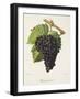 Piquepoul Noir Grape-J. Troncy-Framed Giclee Print