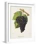 Piquepoul Noir Grape-J. Troncy-Framed Giclee Print