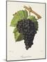 Piquepoul Noir Grape-J. Troncy-Mounted Giclee Print