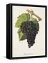 Piquepoul Noir Grape-J. Troncy-Framed Stretched Canvas