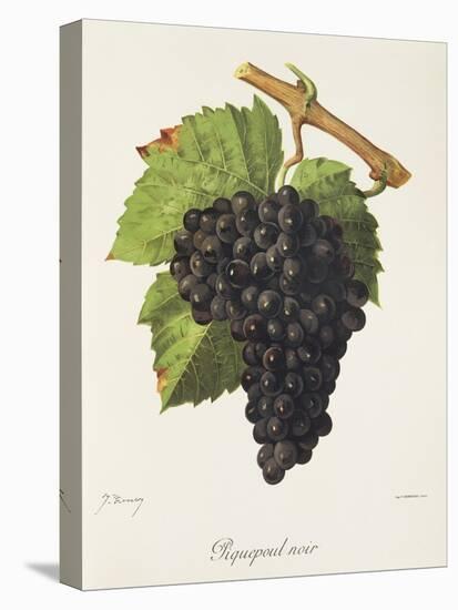 Piquepoul Noir Grape-J. Troncy-Stretched Canvas