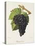 Piquepoul Noir Grape-J. Troncy-Stretched Canvas