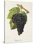 Piquepoul Noir Grape-J. Troncy-Stretched Canvas