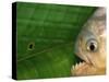 Piranha, Pantanal, Brazil-Staffan Widstrand-Stretched Canvas