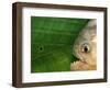 Piranha, Pantanal, Brazil-Staffan Widstrand-Framed Premium Photographic Print