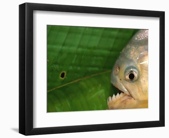 Piranha, Pantanal, Brazil-Staffan Widstrand-Framed Premium Photographic Print