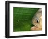 Piranha, Pantanal, Brazil-Staffan Widstrand-Framed Premium Photographic Print