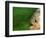 Piranha, Pantanal, Brazil-Staffan Widstrand-Framed Premium Photographic Print