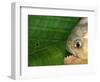 Piranha, Pantanal, Brazil-Staffan Widstrand-Framed Premium Photographic Print