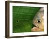 Piranha, Pantanal, Brazil-Staffan Widstrand-Framed Photographic Print