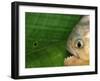 Piranha, Pantanal, Brazil-Staffan Widstrand-Framed Photographic Print