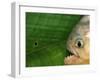 Piranha, Pantanal, Brazil-Staffan Widstrand-Framed Photographic Print