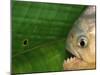 Piranha, Pantanal, Brazil-Staffan Widstrand-Mounted Photographic Print