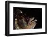 Piranha Portrait (Serrasalmidae) Captive Amazonia, Ecuador-Pete Oxford-Framed Photographic Print