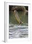 Piraputanga (Brycon Hilarii) Leaping Out of River-Franco Banfi-Framed Photographic Print