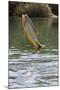 Piraputanga (Brycon Hilarii) Leaping Out of River-Franco Banfi-Mounted Photographic Print