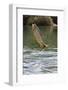 Piraputanga (Brycon Hilarii) Leaping Out of River-Franco Banfi-Framed Photographic Print