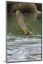 Piraputanga (Brycon Hilarii) Leaping Out of River-Franco Banfi-Mounted Photographic Print