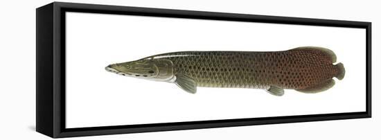 Pirarucu (Arapaima Gigas), Fishes-Encyclopaedia Britannica-Framed Stretched Canvas