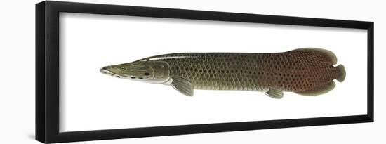 Pirarucu (Arapaima Gigas), Fishes-Encyclopaedia Britannica-Framed Poster