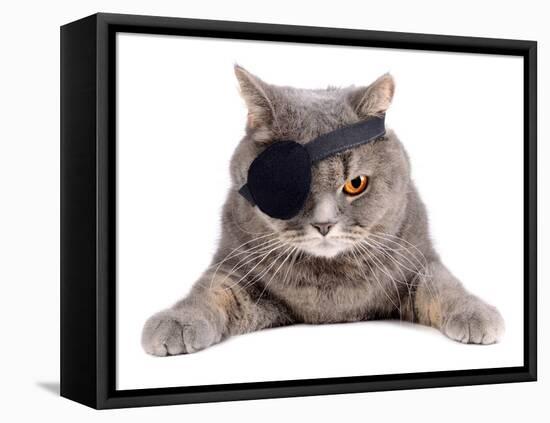 Pirate Cat-eAlisa-Framed Stretched Canvas