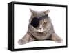 Pirate Cat-eAlisa-Framed Stretched Canvas