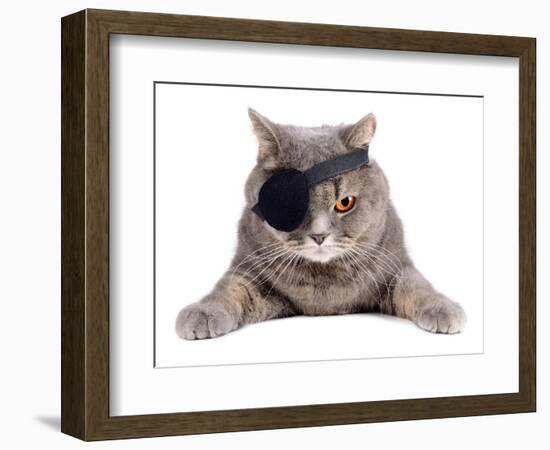 Pirate Cat-eAlisa-Framed Photographic Print