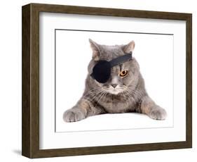 Pirate Cat-eAlisa-Framed Photographic Print