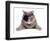 Pirate Cat-eAlisa-Framed Photographic Print