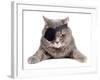 Pirate Cat-eAlisa-Framed Photographic Print