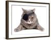 Pirate Cat-eAlisa-Framed Photographic Print