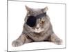 Pirate Cat-eAlisa-Mounted Photographic Print