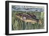 Pirate Perch (Aphredoderus Sayanus), Aphredoderidae, Drawing-null-Framed Giclee Print