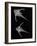 Pirillo-Sandra J. Raredon-Framed Art Print